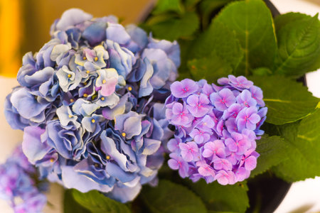 bush of hortensja flowers - blue beautiful natureの写真素材