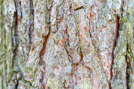 dry tree bark texture and background, nature conceptの写真素材