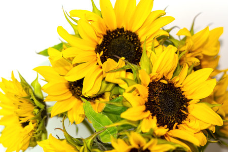 Sunflower flower isloted on a white backgroundの写真素材