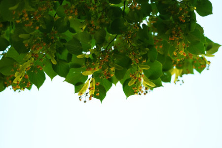 Fresh linden flowers on the tree - nature background