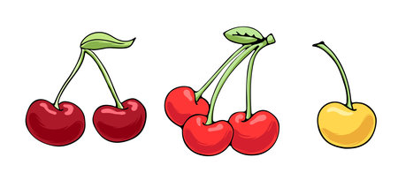 Vector illustration of juicy isolated outline colorful fruit - cherry.