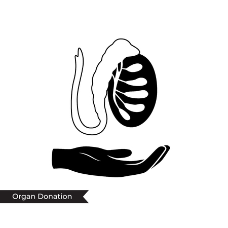 Vector isolated illustration of female donor reproductive system anatomy. Uterus, cervix, ovary, fallopian tube icon with hand. Woman medical center, hospital, clinic. Donation concept design.のイラスト素材