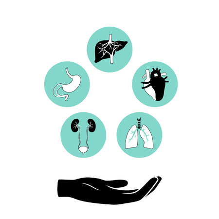 Vector isolated illustration of human organs for transplantation. Stomach, liver, bone, intestine, bladder, lung, testicle, uterus, spine, eye, pancreas icon. Internal donor organ. Medical posterのイラスト素材