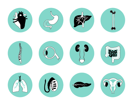 Vector isolated illustration of human organs for transplantation. Stomach, liver, bone, intestine, bladder, lung, testicle, uterus, spine, eye, pancreas icon. Internal donor organ. Medical posterのイラスト素材