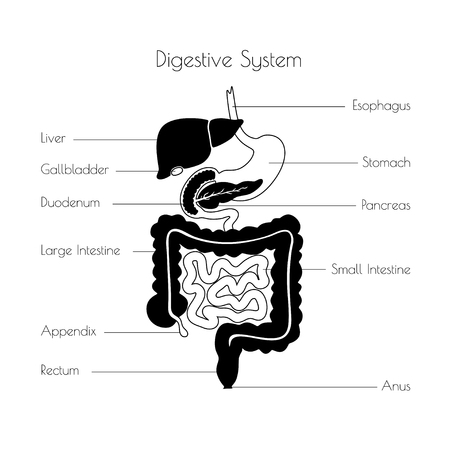 Vector isolated illustration of human digestive system anatomy. Esophagus, stomach, duodenum, pancreas, intestine, gallbladder, liver icon. Medical information poster. Internal organ symbol design.のイラスト素材