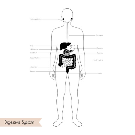 Vector isolated illustration of human digestive system anatomy. Esophagus, stomach, duodenum, pancreas, intestine, gallbladder, liver, pharynx icon. Medical information poster. Internal organ symbol.のイラスト素材