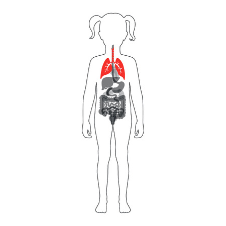 Vector isolated illustration of lung anatomy in girl body. Human respiratory system icon. Healthcare medical center, hospital, clinic logo. Internal child donor organ symbol poster design. donationのイラスト素材
