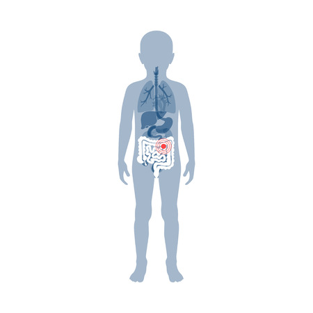 Vector isolated illustration of large and small intestine anatomy in boy body. Human digestive system icon.のイラスト素材