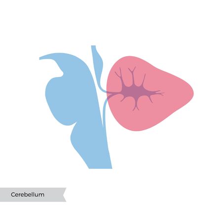 Vector isolated illustration of Cerebellum. Human brain components detailed anatomy. Medical infographics for poster, educational, science and medical use. Sagittal view of the brainのイラスト素材