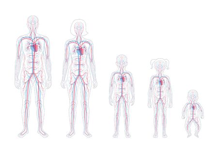 Vector isolated illustration of human arterial and venous circulatory system anatomy in man, woman, child silhouette. Blood vessels diagram. Medical infographics for poster, science and medical use.のイラスト素材