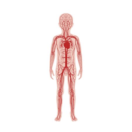 Vector isolated illustration of human arterial and venous circulatory system anatomy in boy silhouette. Blood vessels diagram. Medical infographics for poster, educational, science and medical use.のイラスト素材
