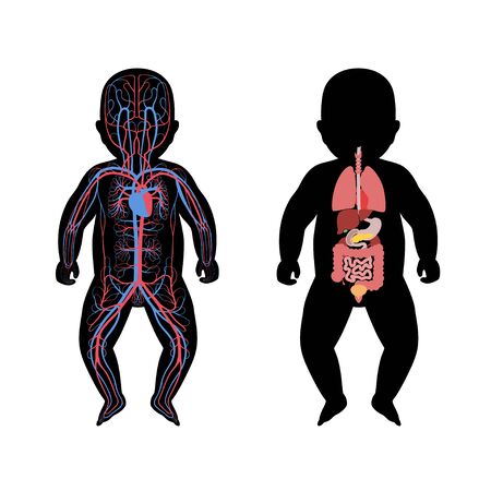 Vector isolated illustration of newborn child internal organs and circulatory system of baby. Stomach, liver, intestine, bladder, lung, testicle, spine, pancreas, kidney, heart, bladder icon.のイラスト素材