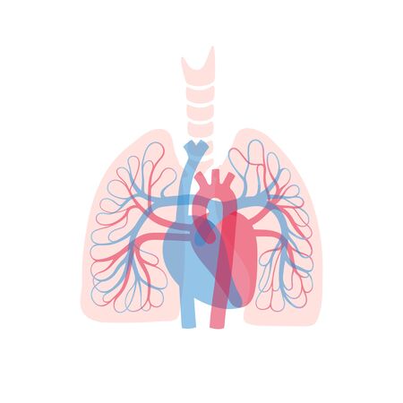 Vector isolated illustration of human arterial and venous circulatory system in lung anatomy. Blood vessels diagram. Medical infographics for poster, educational, science and medical use.のイラスト素材