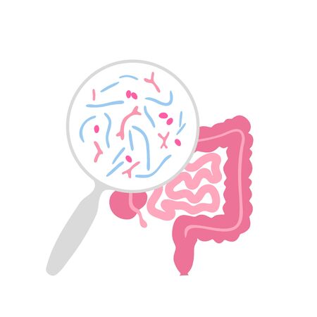 Vector isolated illustration of human microbiota. Probiotics - good beneficial bacteria. Lactobacillus, bifidobacteria, streptococcus, intestine icon. Medical infographicsのイラスト素材