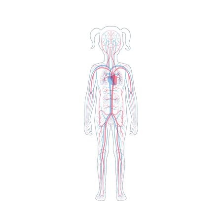 Vector isolated illustration of human arterial and venous circulatory system anatomy in girl silhouette. Blood vessels diagram. Medical infographics for poster, educational, science and medical use.のイラスト素材