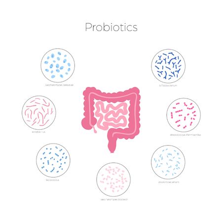 Vector isolated illustration of human microbiota. Probiotics - good beneficial bacteria. Lactobacillus, bifidobacteria, streptococcus, intestine icon. Medical infographicsのイラスト素材