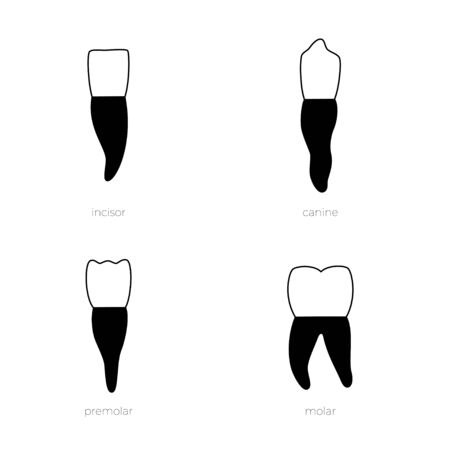 Vector isolated illustration of permanent human teeth dentition. Full infographic chart with teeth types for upper and lower jaws isolated on white. Top and side view.のイラスト素材