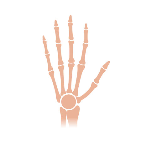 Human arm anatomy. Wrist and Hand Bones. Vector illustration isolated on white background. skeletal system silhouette. Medical, educational and science bannerのイラスト素材