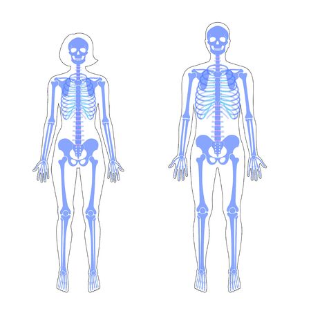 Woman and man skeleton anatomy in front view. Vector isolated flat illustration of human skull and bones in body. Halloween, medical, educational or science bannerのイラスト素材