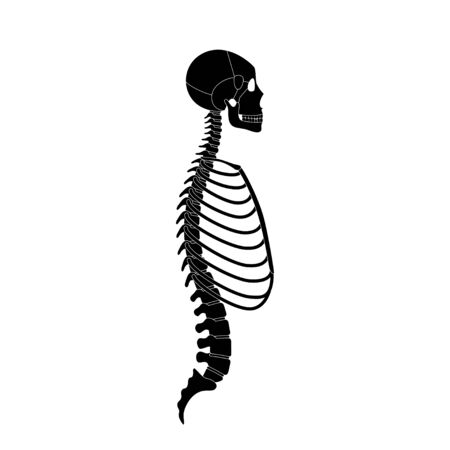 Human man skeleton anatomy in profile view. Vector isolated flat illustration of skull and bones. Halloween, medical, educational or science bannerのイラスト素材