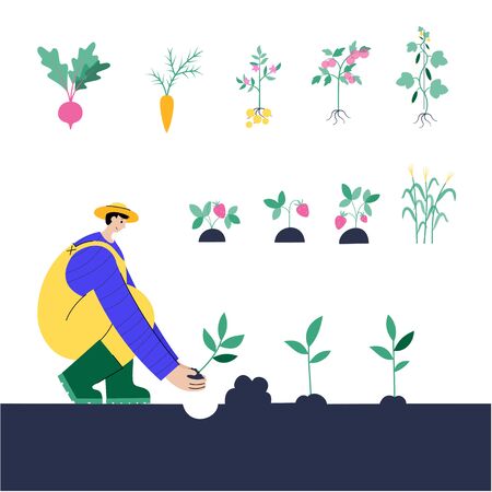 Man plants potato, beet, carrot, tomato, cucumber, strawberry, corn. Flat vector illustration on white background. male cartoon action character. Gardening and healthy food concept for posterのイラスト素材