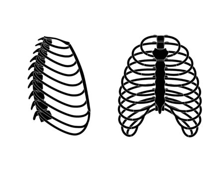Human rib cage anatomy flat vector illustration. Man torso skeletal system. Anatomically correct chest ribcage isolated on white background. Medical, educational and science bannerのイラスト素材