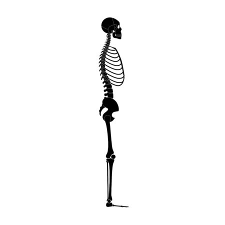 Human man skeleton anatomy in  profile side view. Vector isolated flat illustration of skull and bones. Halloween, medical, educational or science banner
のイラスト素材