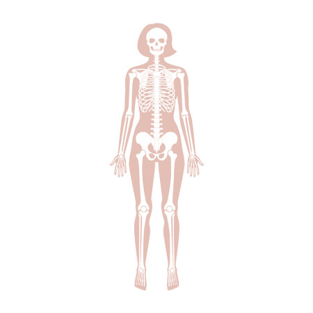 Woman skeleton anatomy in front view. Vector isolated flat illustration of human skull and bones in female body. Halloween, medical, educational or science bannerのイラスト素材