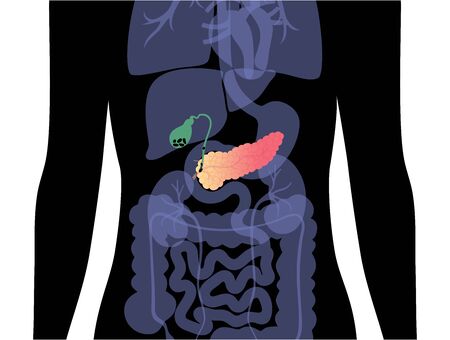 Pancreas an human bodyのイラスト素材