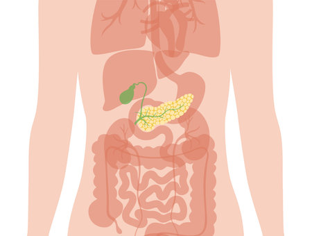 Pancreas an human body