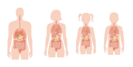 Pancreas an human bodyのイラスト素材