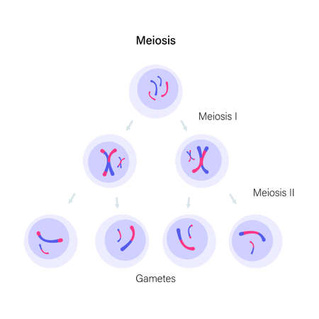 Meiosis cell divisionのイラスト素材