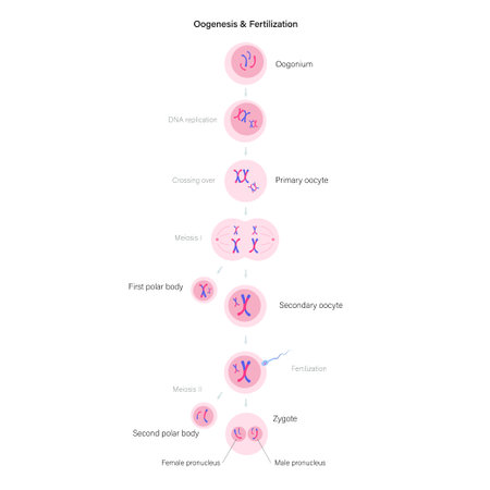 Reproductive system concept
