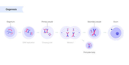 Oogenesis and cell division. Diploid cells. DNA replication and human reproductive system concept. Medical, biology or anatomical poster for clinic, genetic center. Flat simple vector illustrationのイラスト素材