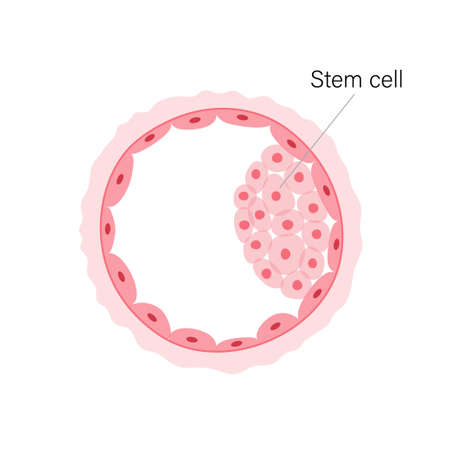 Reproductive system conceptのイラスト素材