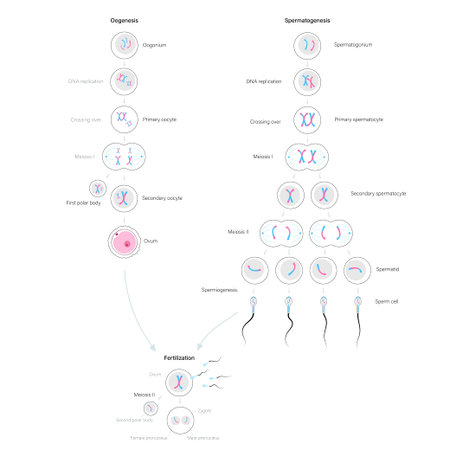 Reproductive system concept