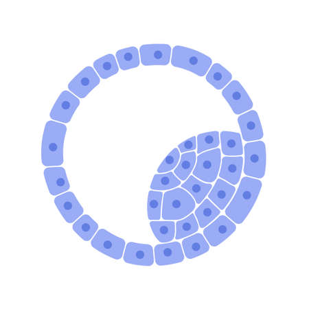 Reproductive system conceptのイラスト素材