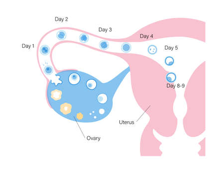 Reproductive system conceptのイラスト素材
