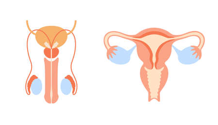 Reproductive system conceptのイラスト素材