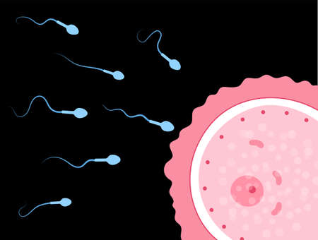 Human fertility conceptのイラスト素材