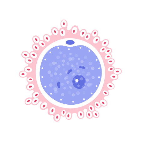 Egg cell anatomy