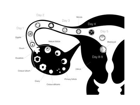 Human fertility conceptのイラスト素材