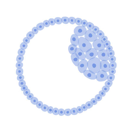 Reproductive system conceptのイラスト素材