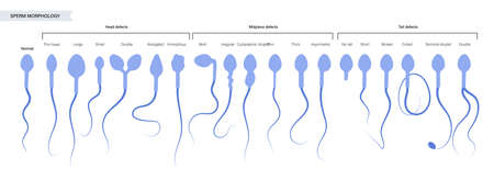 Human fertility conceptのイラスト素材