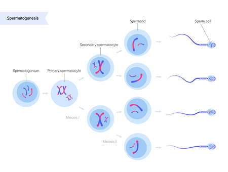 Human fertility conceptのイラスト素材