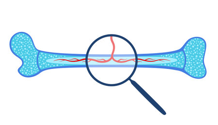 Human internal organsのイラスト素材