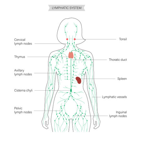 Lymphatic system conceptのイラスト素材