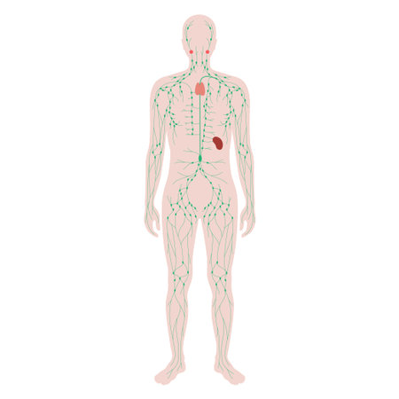 Lymphatic system conceptのイラスト素材