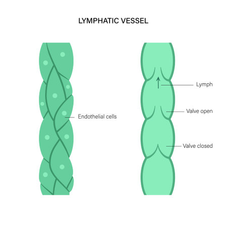 Lymphatic vessel conceptのイラスト素材