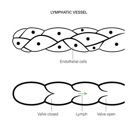 Lymphatic vessel conceptのイラスト素材